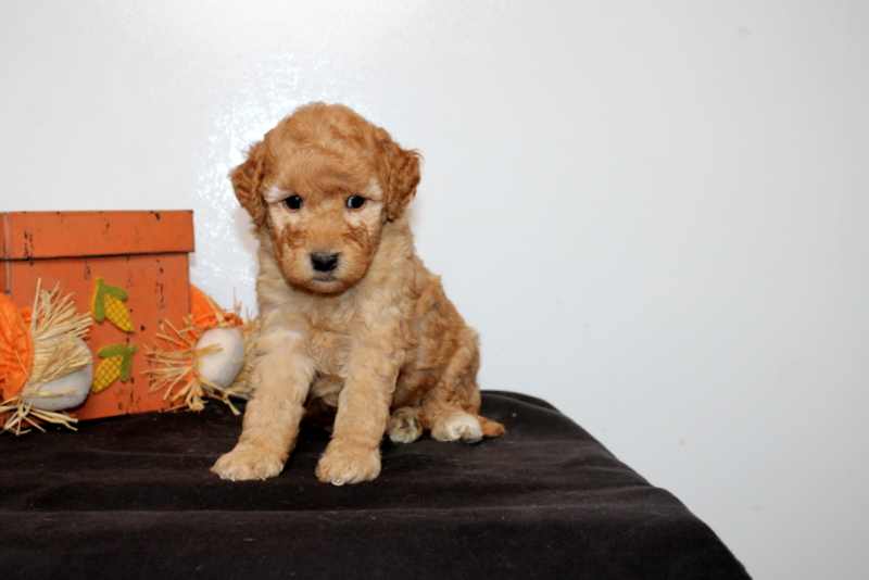 puppy, for, sale, Mini Goldendoodle F2B, Matthew B. Stoltzfus, dog, breeder, Gap, PA, dog-breeder, puppy-for-sale, forsale, nearby, find, puppyfind, locator, puppylocator, aca